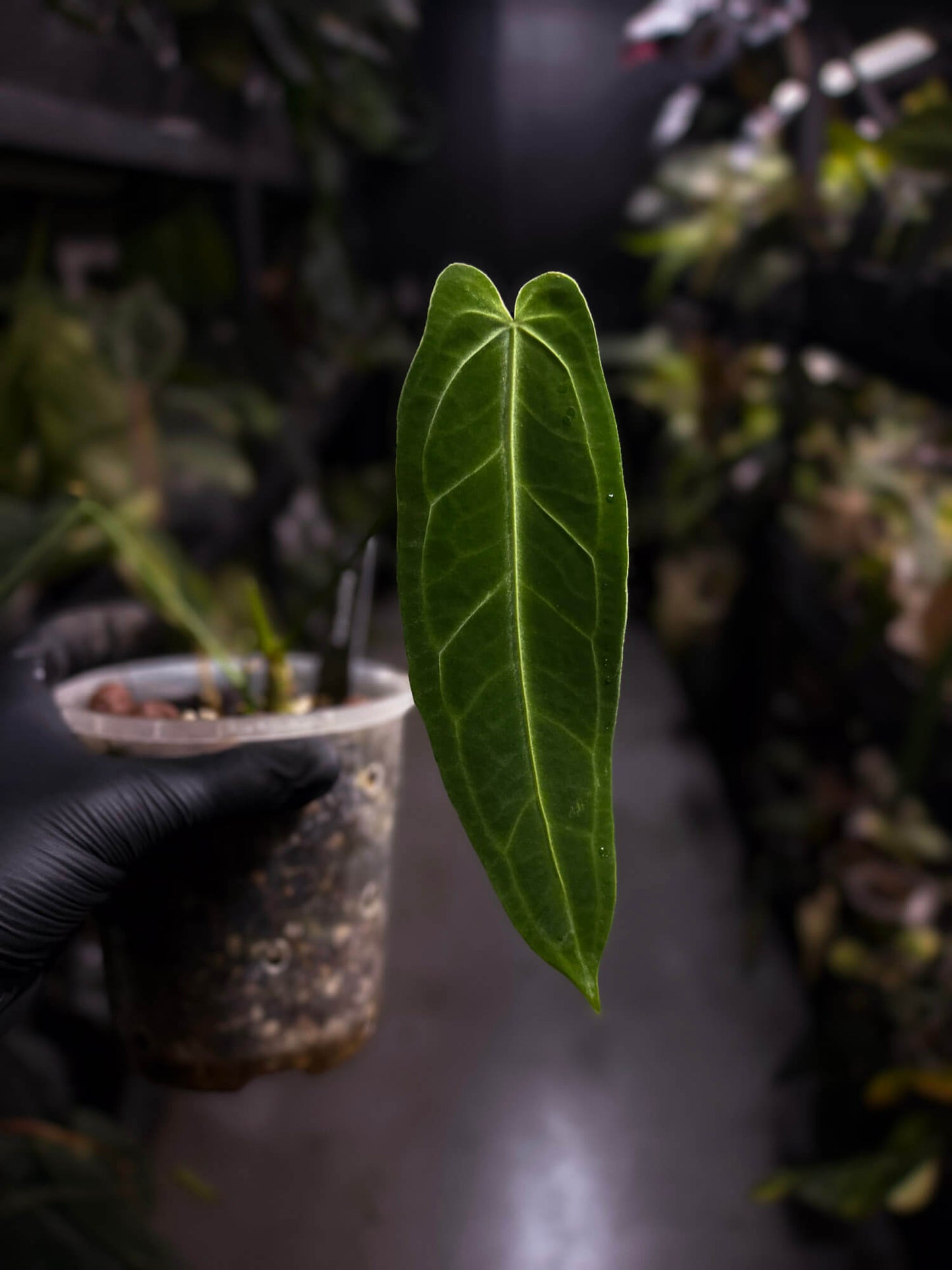 Anthurium warocqueanum 'Dark Narrow'