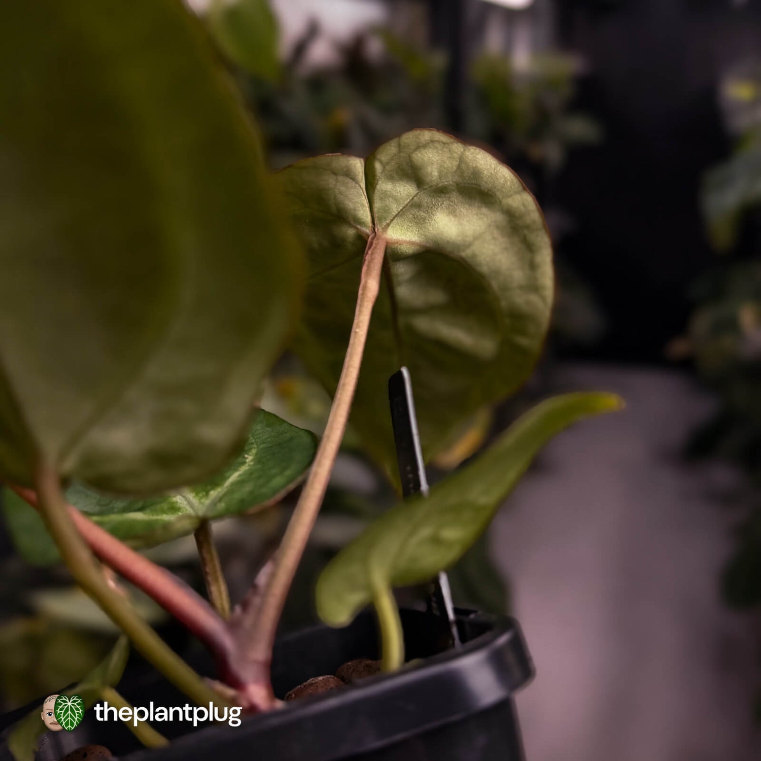 Anthurium 'Michelle' x 'Black Widow'