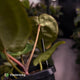 Anthurium 'Michelle' x 'Black Widow'