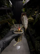 Anthurium #PLUG006