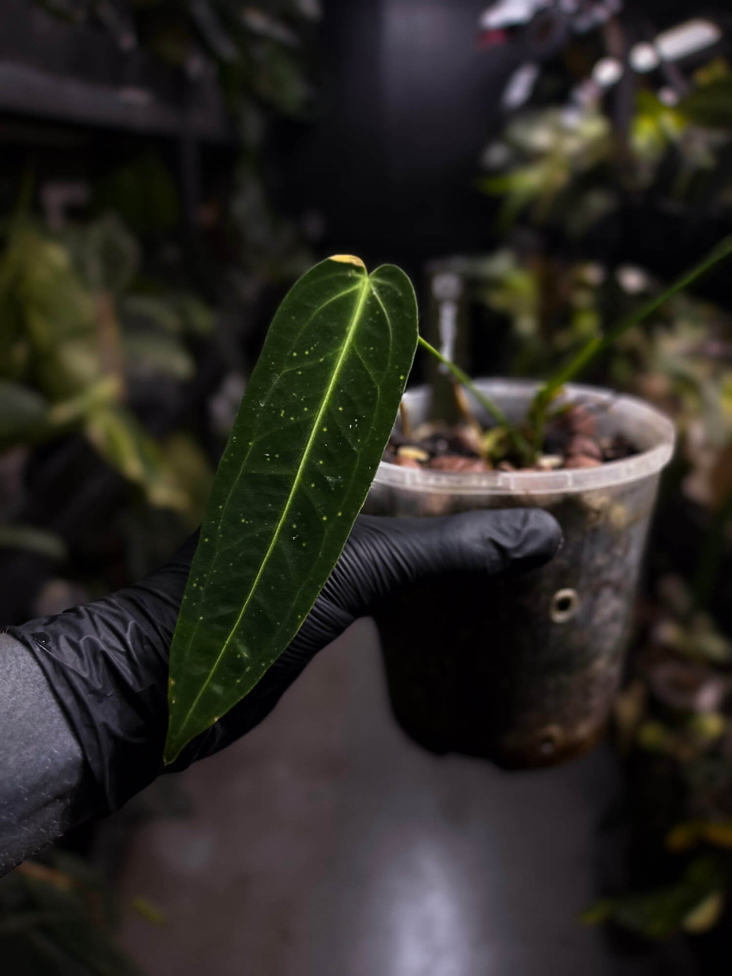 Anthurium warocqueanum 'Dark Narrow'