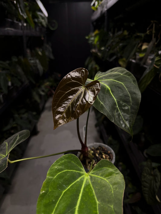Anthurium ('Blackx' x 'Hoffx') x 'Heinz' s1