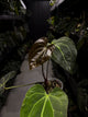 Anthurium ('Blackx' x 'Hoffx') x 'Heinz' s1