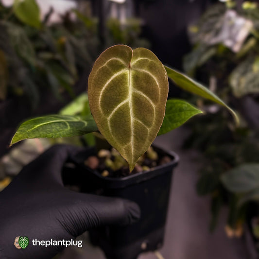 Anthurium 'Dorayaki Silver' x besseae aff 'Red'