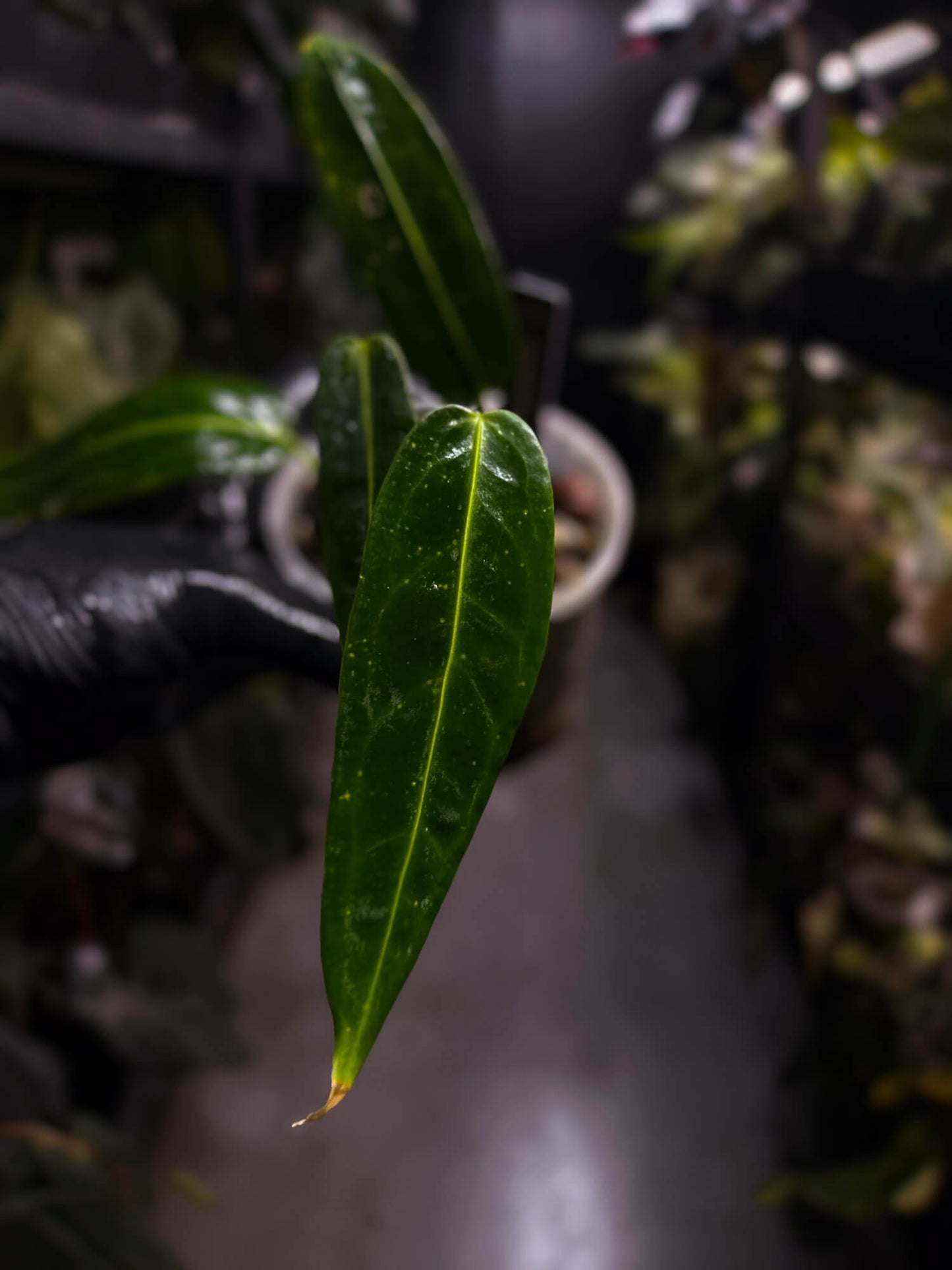 Anthurium warocqueanum 'Dark Narrow'