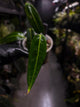 Anthurium warocqueanum 'Dark Narrow'