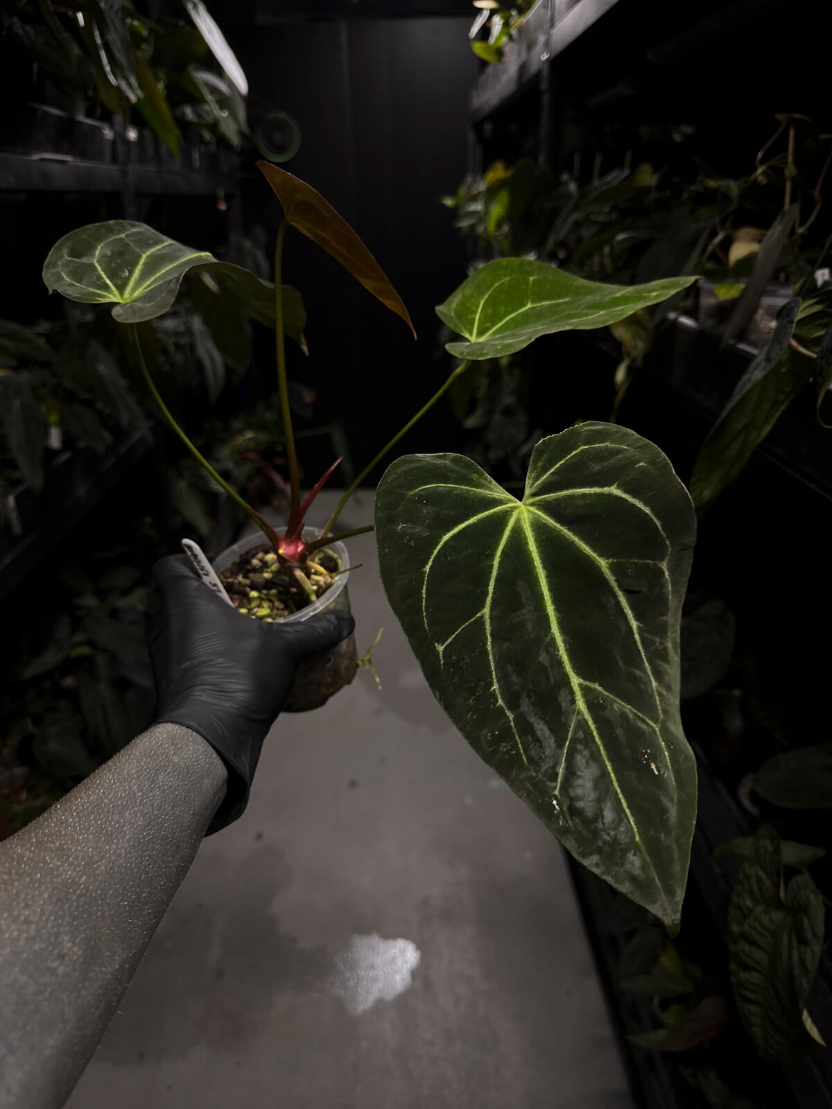 Anthurium ('Blackx' x 'Hoffx') x 'Heinz' s1