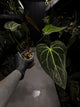 Anthurium ('Blackx' x 'Hoffx') x 'Heinz' s1