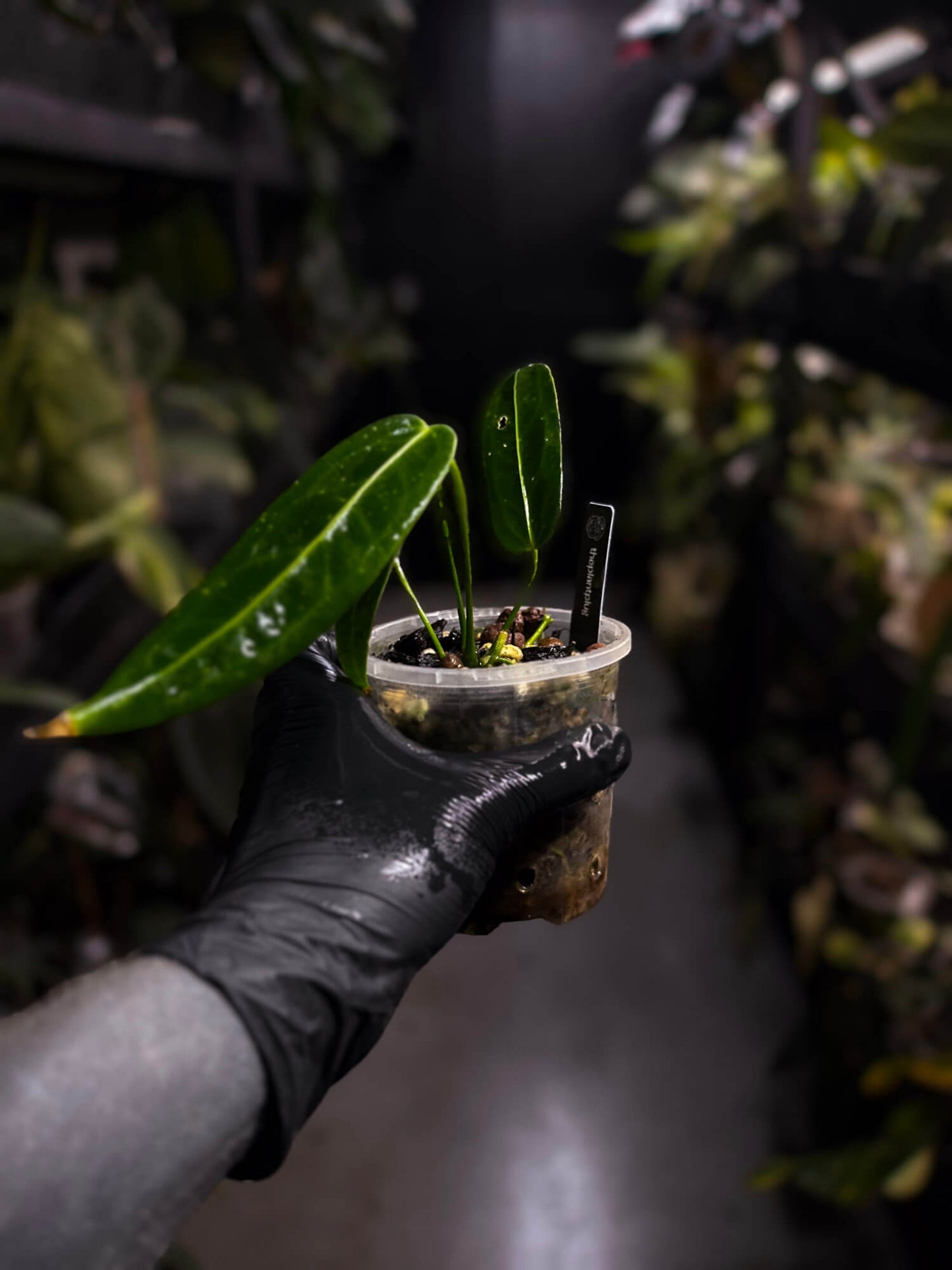 Anthurium warocqueanum 'Dark Narrow'