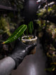 Anthurium warocqueanum 'Dark Narrow'