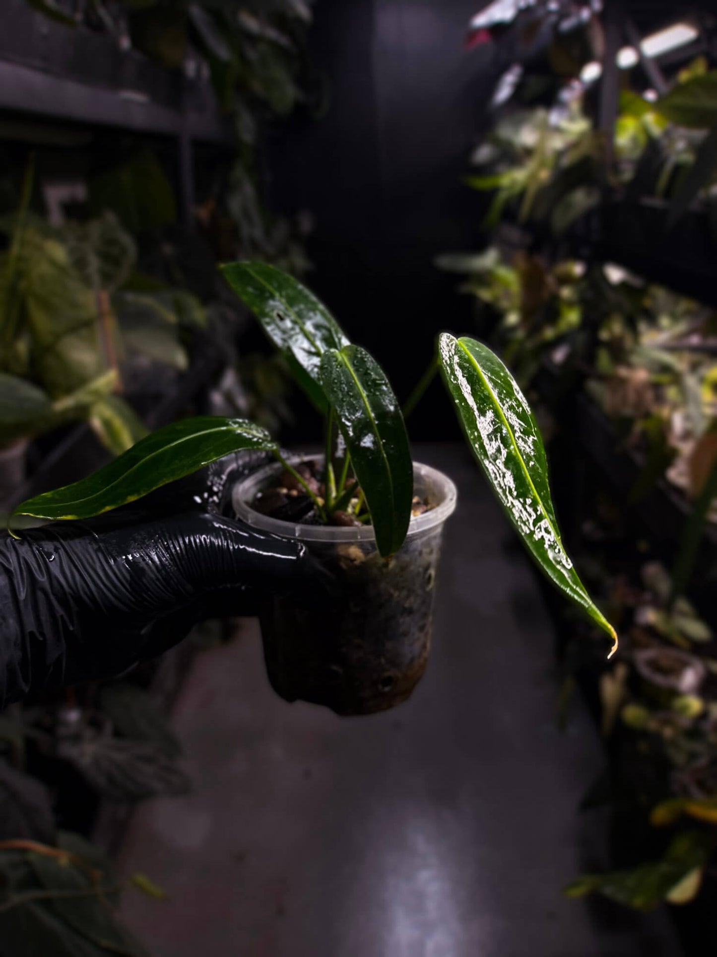 Anthurium warocqueanum 'Dark Narrow'