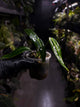 Anthurium warocqueanum 'Dark Narrow'