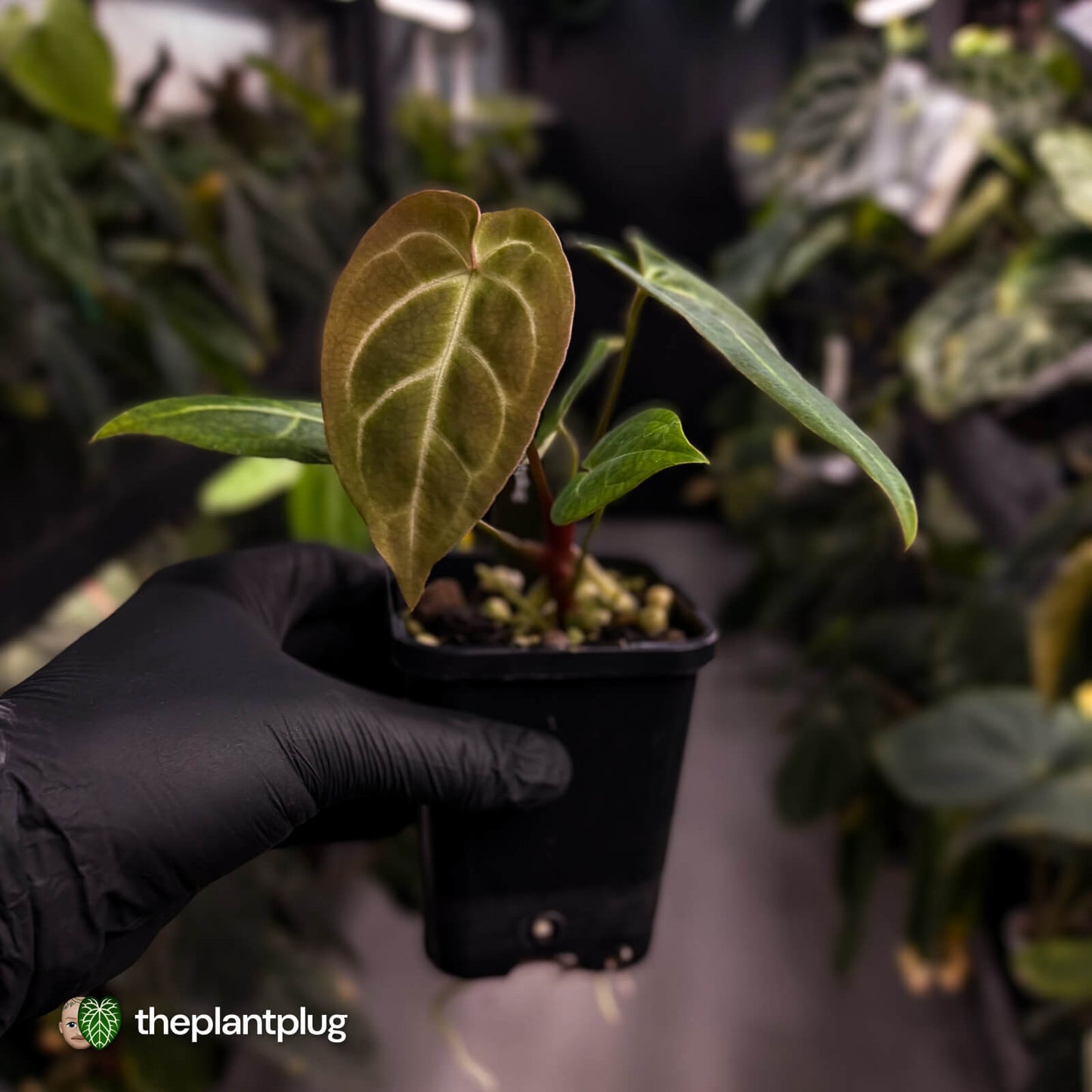 Anthurium 'Dorayaki Silver' x besseae aff 'Red'