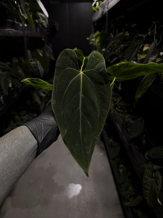 Anthurium papillilaminum 'Ree Gardens' x