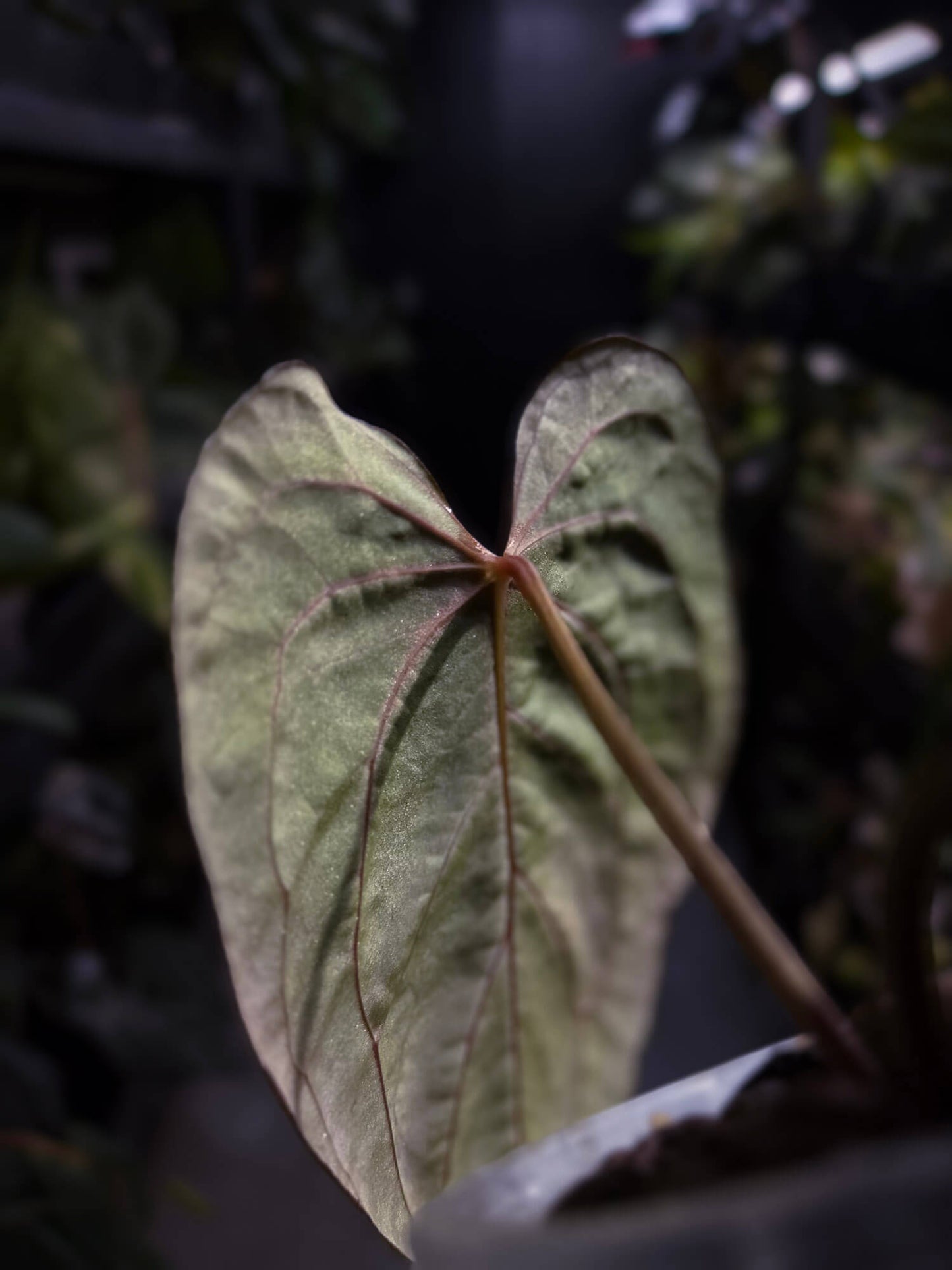Anthurium #PLUG005 • holdback