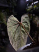 Anthurium #PLUG005 • holdback