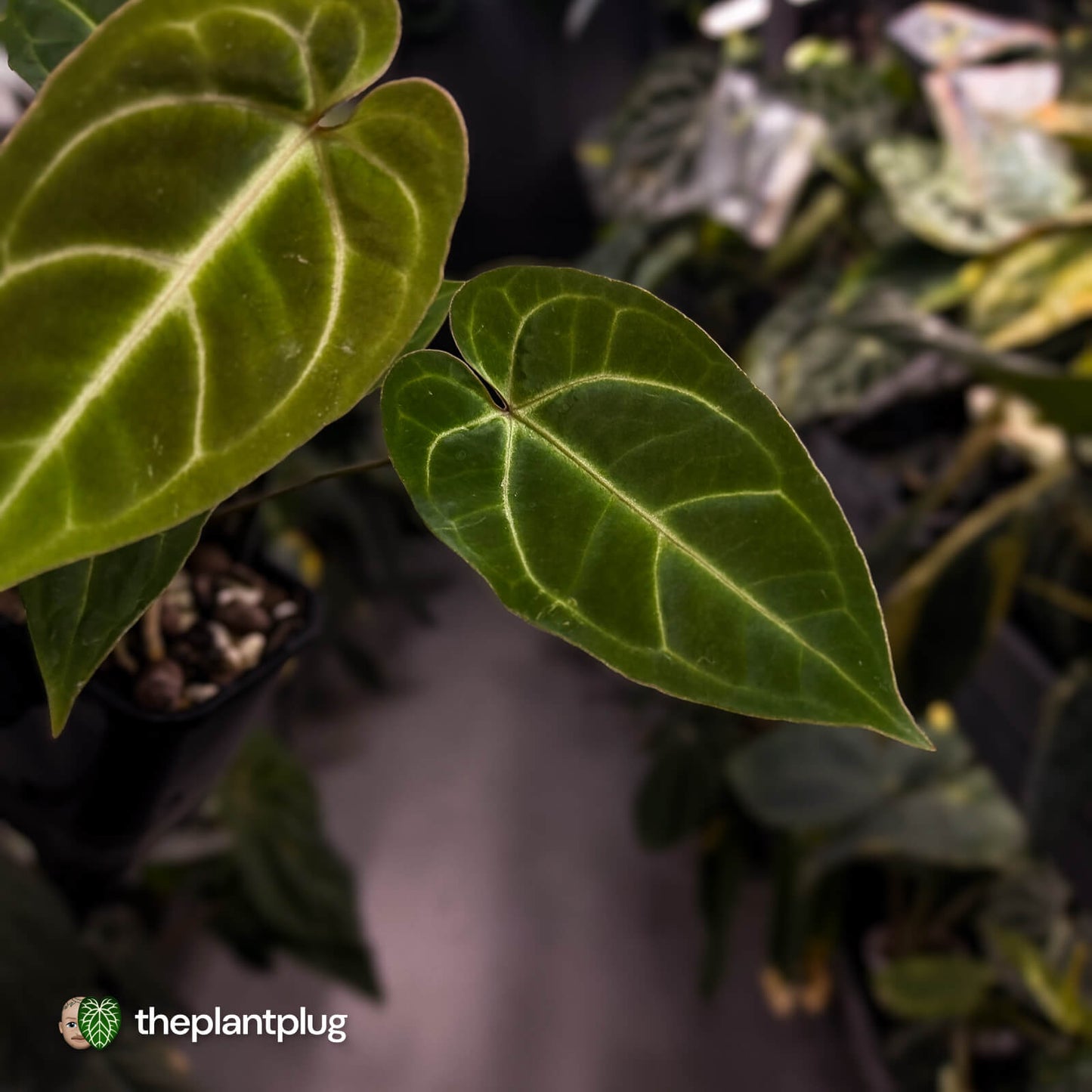 Anthurium (regale x 'SKG hybrid') x besseae aff