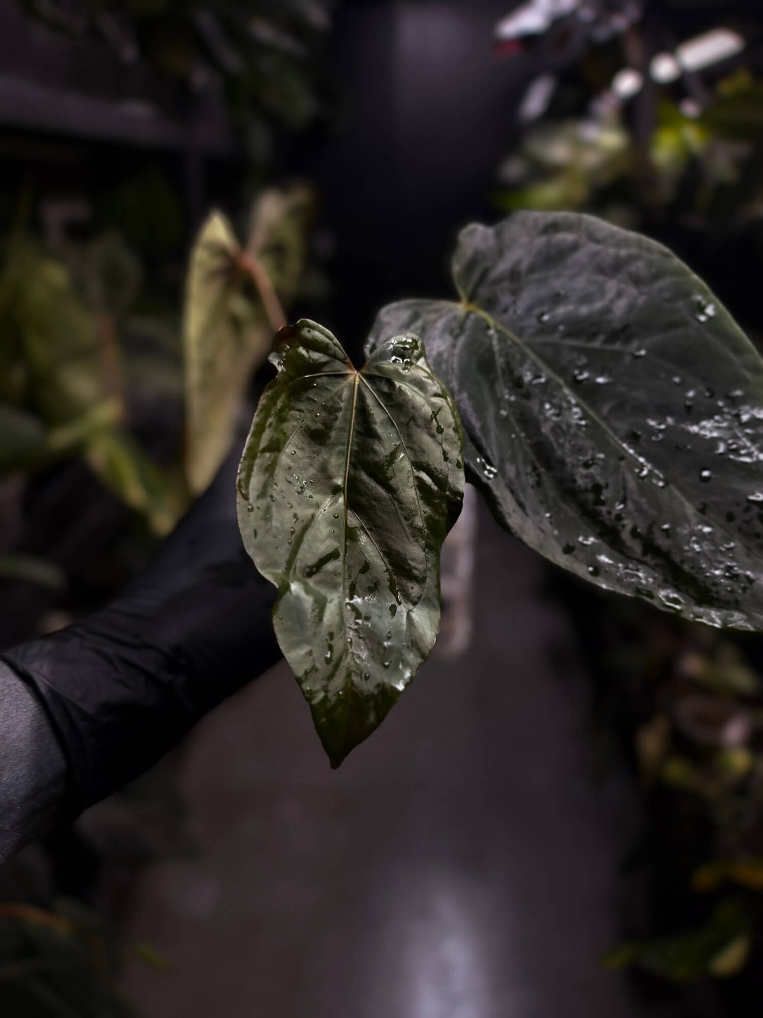 Anthurium #PLUG005 • holdback