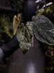 Anthurium #PLUG005 • holdback