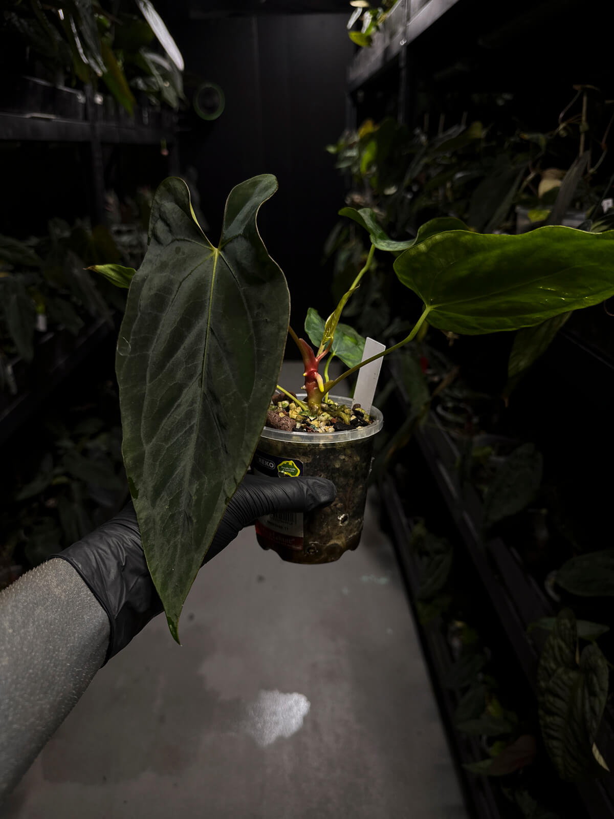 Anthurium Ree Pap Anthurium papillilaminum 'Ree Gardens' x – The Plant Plug