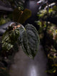 Anthurium #PLUG005 • holdback