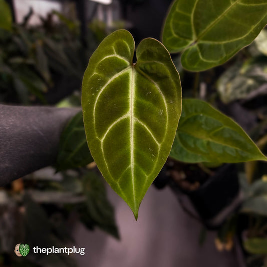 Anthurium (regale x 'SKG hybrid') x besseae aff