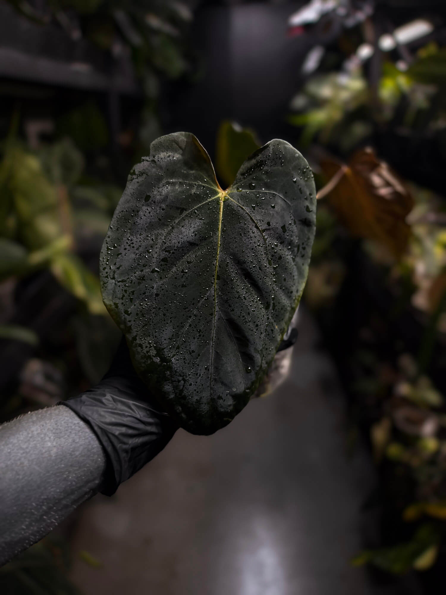 Anthurium #PLUG005 • holdback