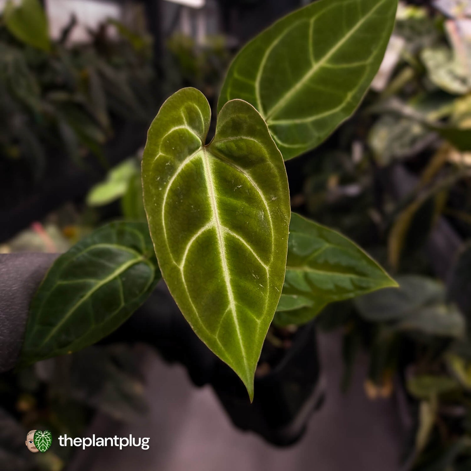 Anthurium (regale x 'SKG hybrid') x besseae aff