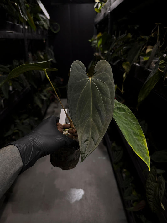 Anthurium #Malphas