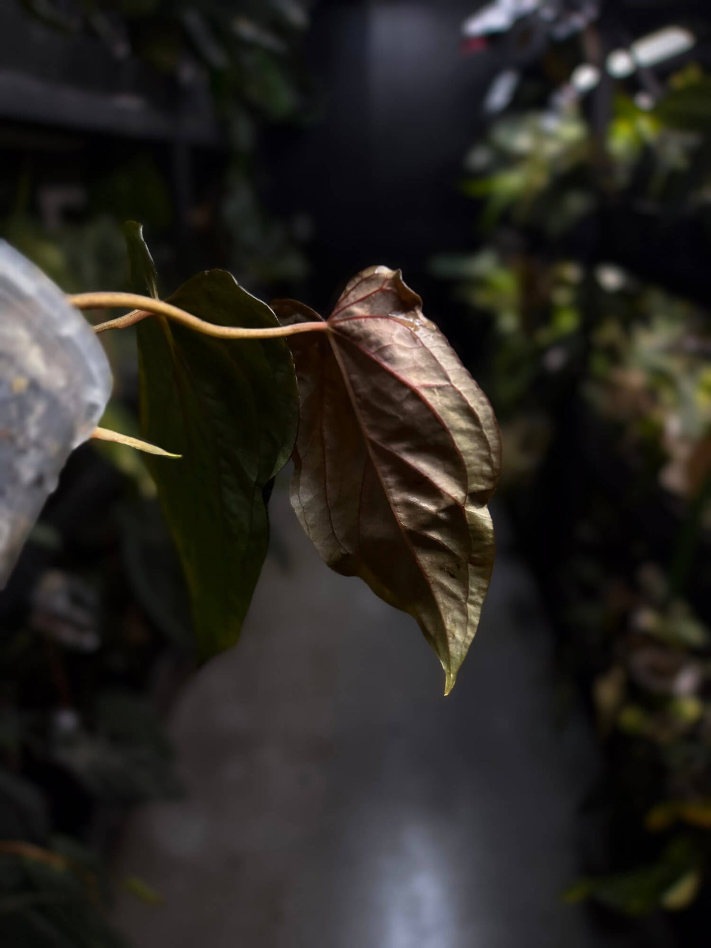 Anthurium #PLUG005 • holdback