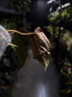 Anthurium #PLUG005 • holdback