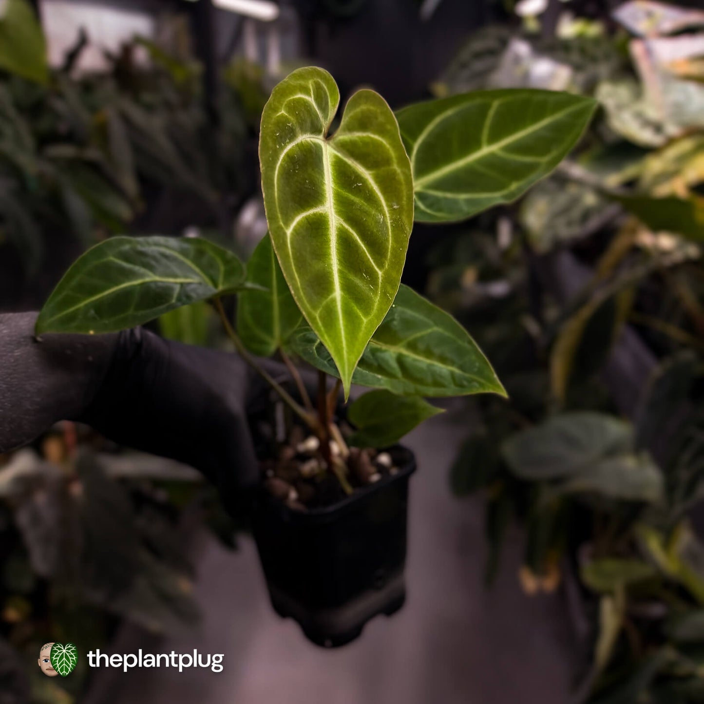 Anthurium (regale x 'SKG hybrid') x besseae aff