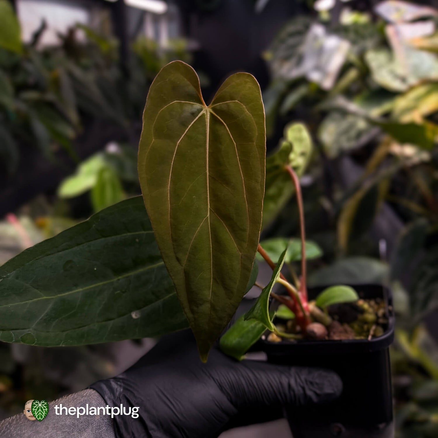 Anthurium carlablackiae ('RA5' x 'RA10') x papillilaminum 'RL'