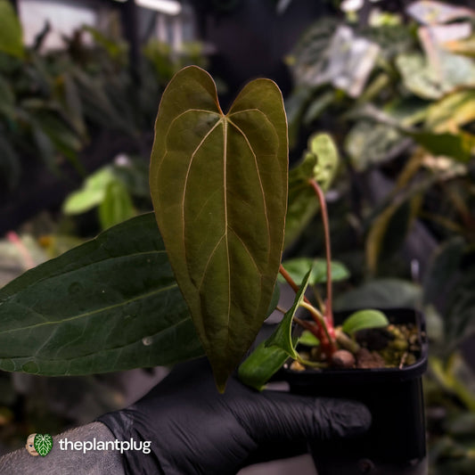 Anthurium carlablackiae ('RA5' x 'RA10') x papillilaminum 'RL'