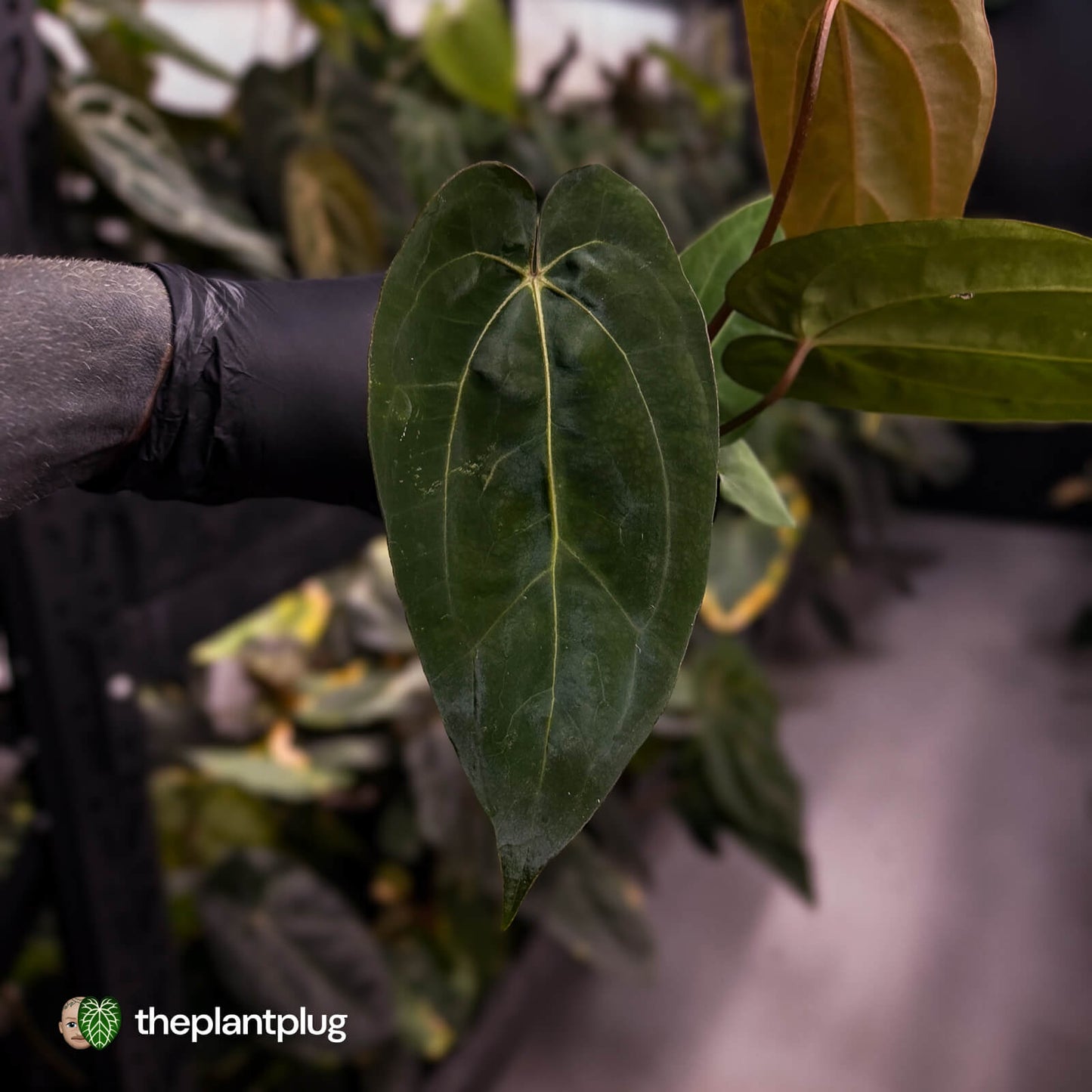 Anthurium carlablackiae ('RA5' x 'RA10') x papillilaminum 'RL'