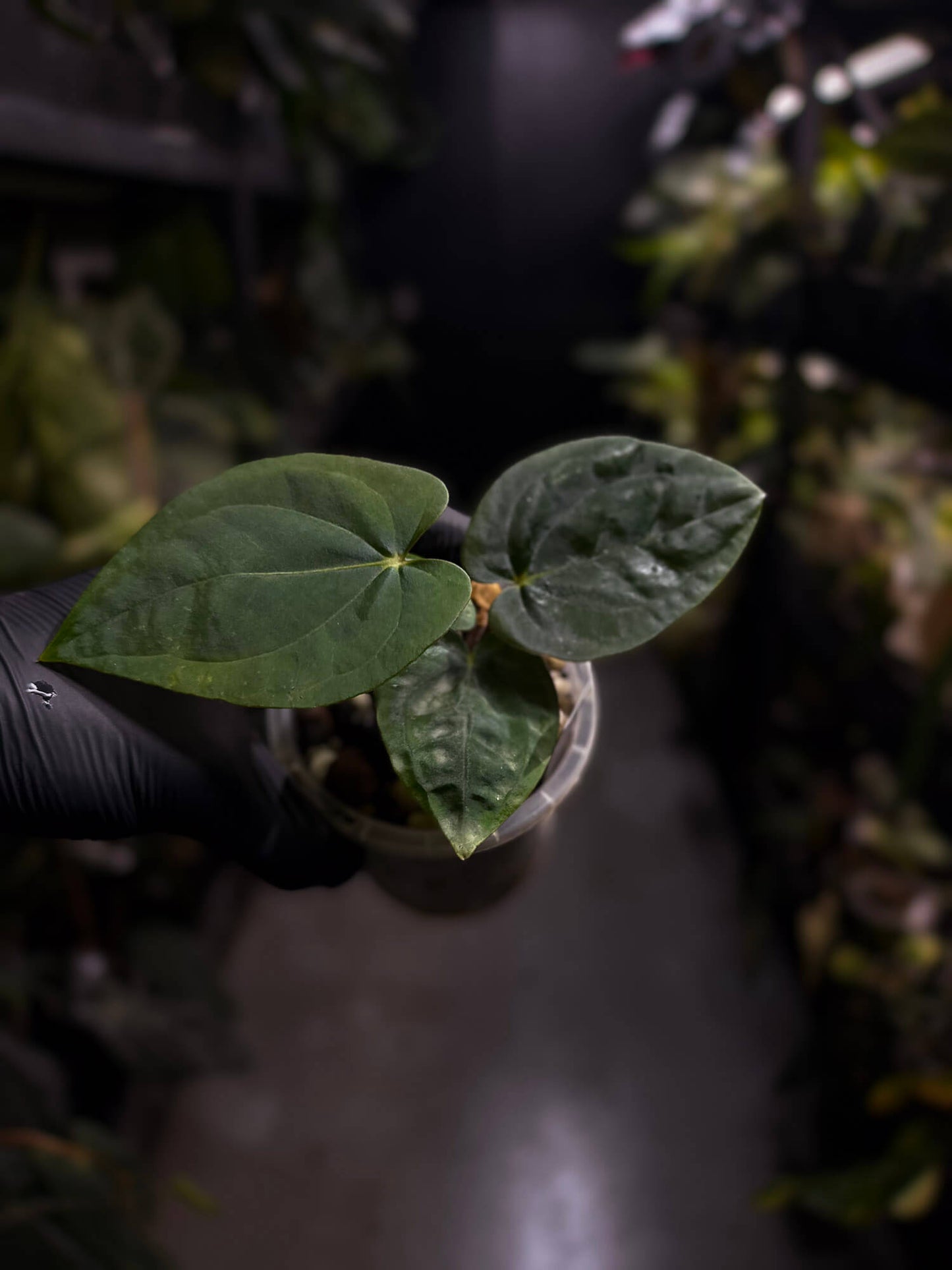 Anthurium 'Bloodmoon' x (papillilaminum x dressleri)