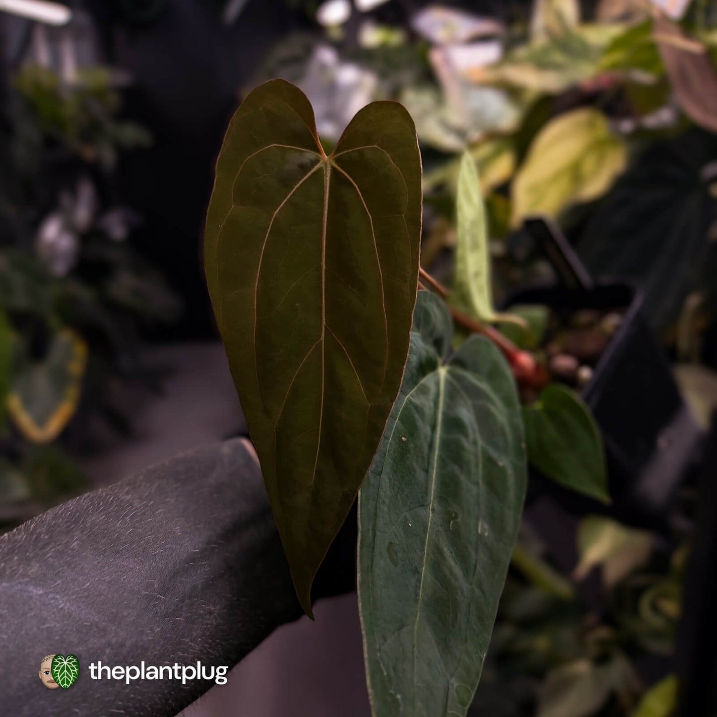 Anthurium carlablackiae ('RA5' x 'RA10') x papillilaminum 'RL'