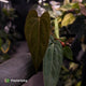 Anthurium carlablackiae ('RA5' x 'RA10') x papillilaminum 'RL'