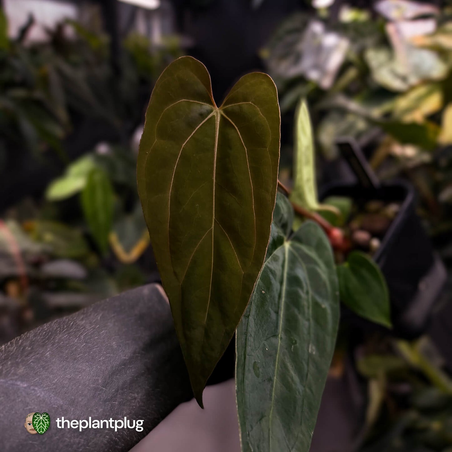 Anthurium carlablackiae ('RA5' x 'RA10') x papillilaminum 'RL'