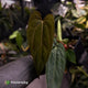 Anthurium carlablackiae ('RA5' x 'RA10') x papillilaminum 'RL'