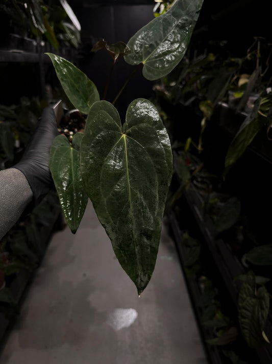 Anthurium #Malphas
