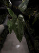 Anthurium #Malphas