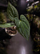 Anthurium 'Dark Phoenix' x 'RVDP'
