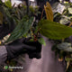 Anthurium carlablackiae ('RA5' x 'RA10') x papillilaminum 'RL'