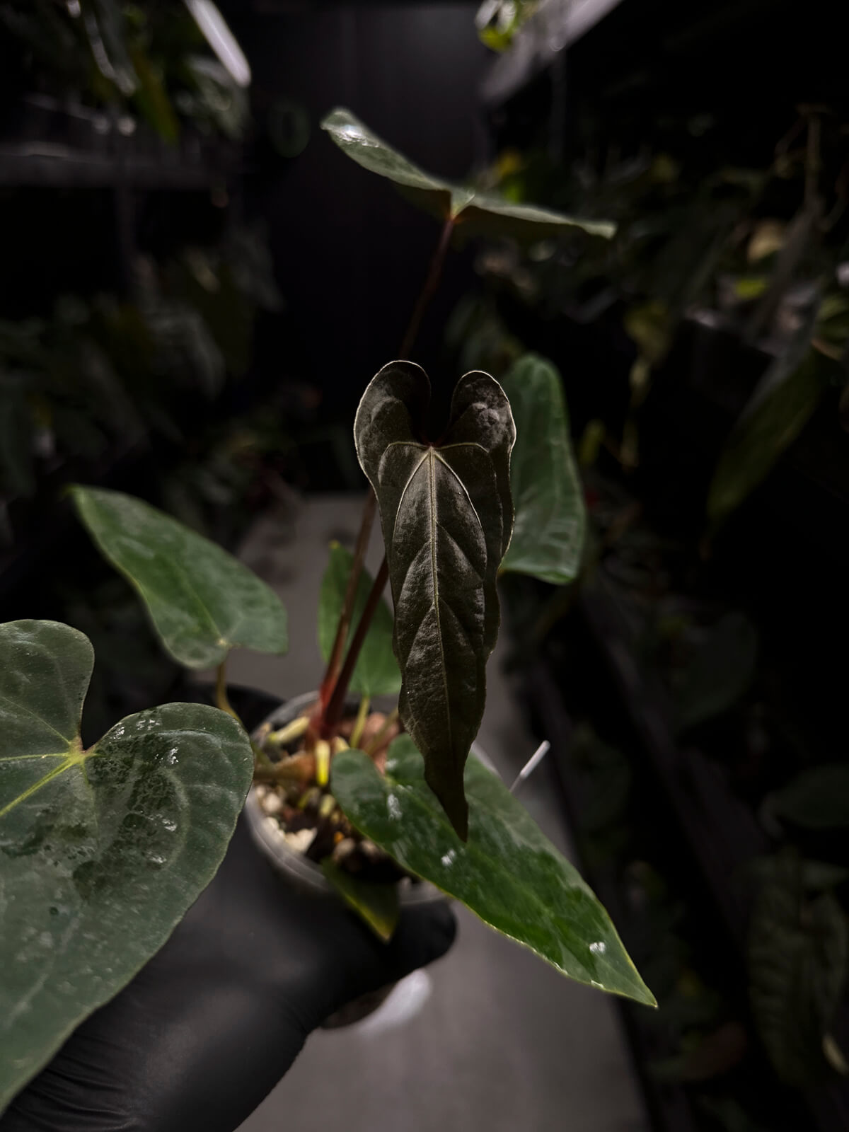 Anthurium #Malphas