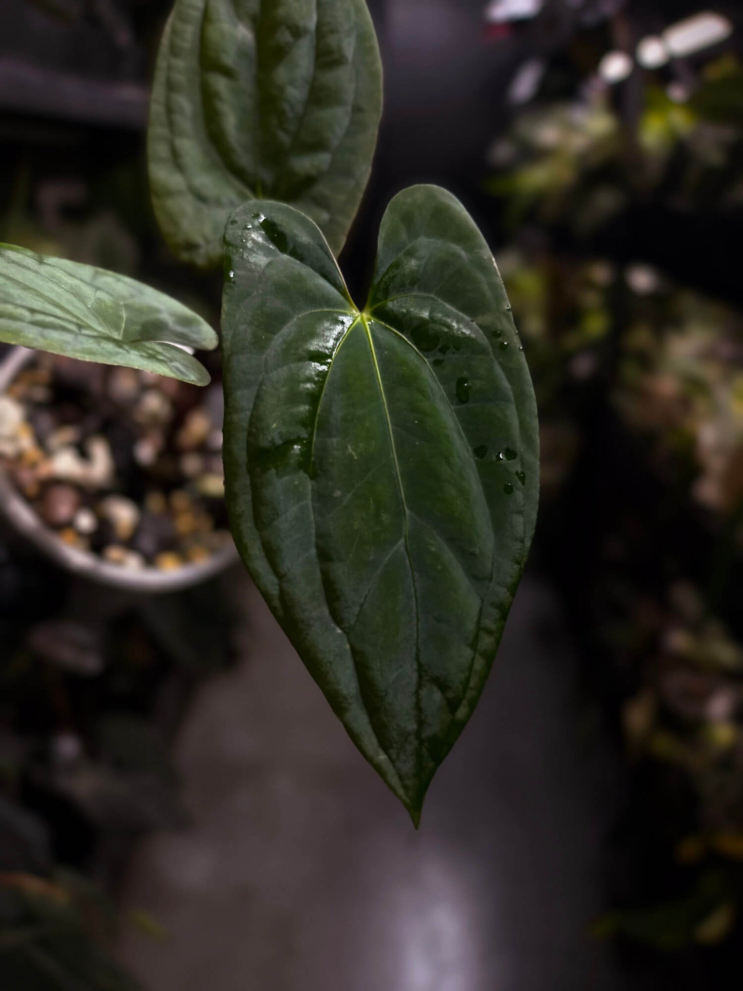 Anthurium 'Dark Phoenix' x 'RVDP'