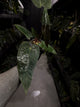 Anthurium #Malphas