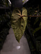 Anthurium #Malphas