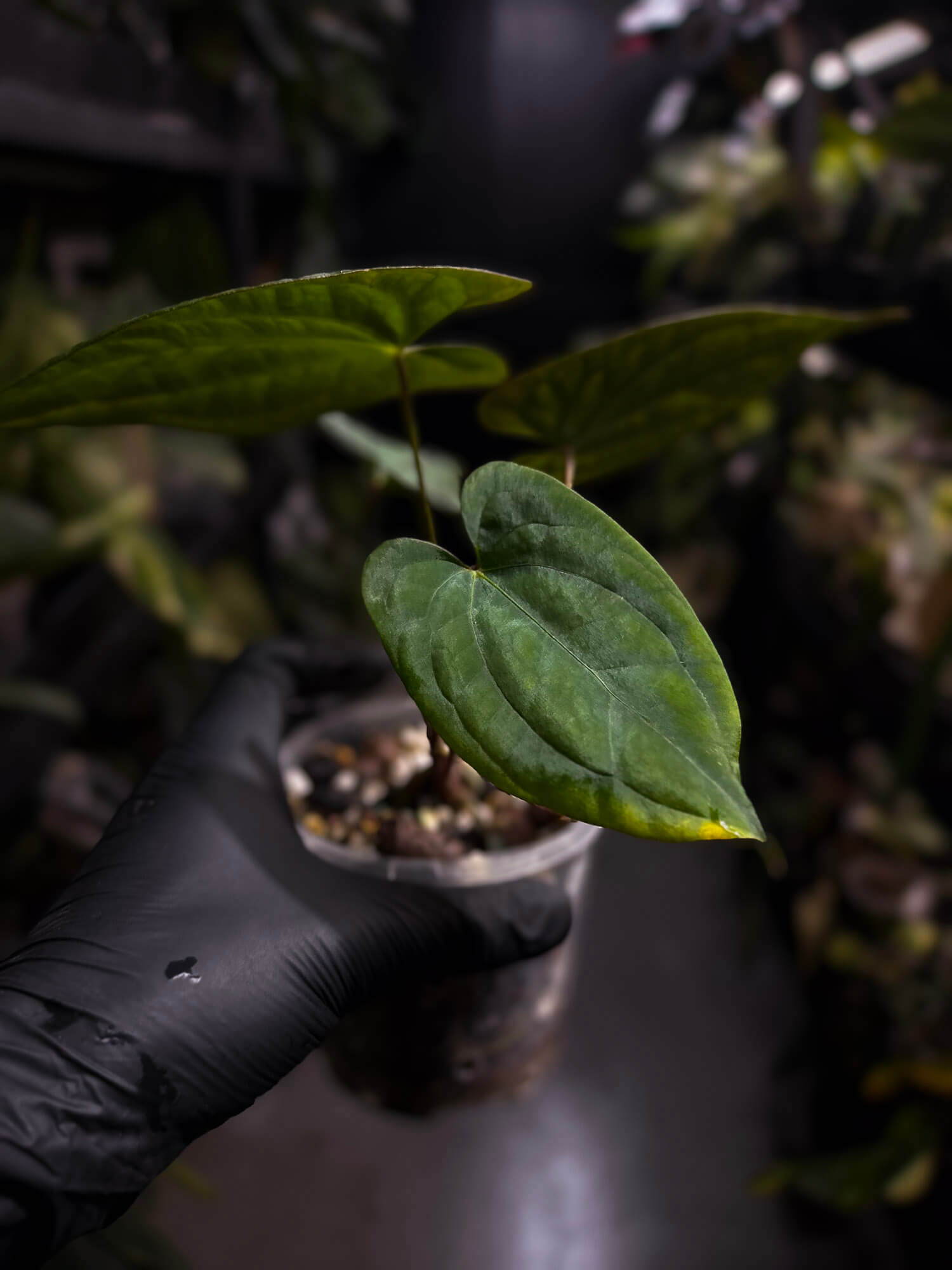 Anthurium 'Dark Phoenix' x 'RVDP'