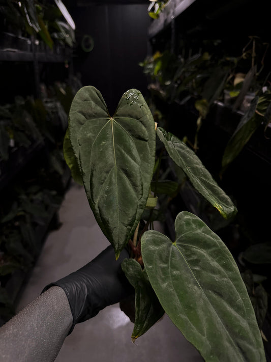 Anthurium #KissinCousins